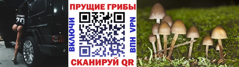 Псилоцибиновые грибы мицелий  mega онион  Ермолино  закладка 